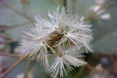 Vernonia arborea